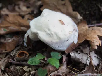 Vagevuurbos en Lippensgoed-Bulskampveld (België)